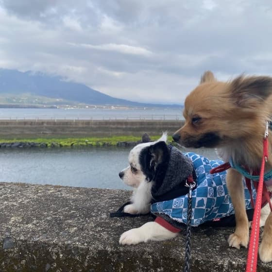犬と桜島の写真