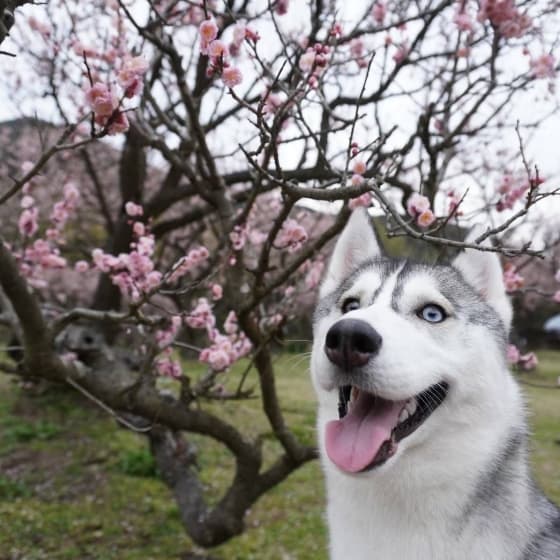 桜と犬の写真